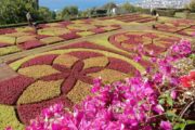 Flotte symmetriske mønstre i Funchal botaniske have