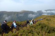 Vandring gennem lyngskoven på højsletten Paul da Serra på Madeira