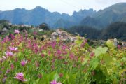 Udsigt med blomster, landsby og bjergtoppe på Madeira