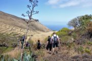 Vandrere på vej gennem tørt landskab med vissen agave