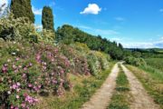 Vandreferie i Toscana ad flad markvej