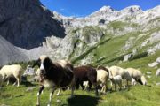 Vandreferie Hochkönig Østrig