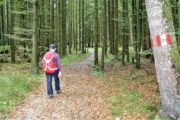 Vandring gennem skoven ned mod Wolfgangssee