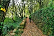 Vandring i den grønne lund på Portugisisk Camino