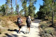 Vandring gennem fyrretræsskov på Portugisisk Camino