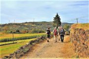 Vandrere følger grusvej gennem landbrugsland med marker og skove. Portugisisk Camino