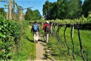 Vandring forbi vinranker. Portugisisk Camino