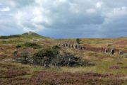 På vej mod Trehøje i Mols Bjerge Nationalpark