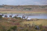 Rondane Nationalpark med rener