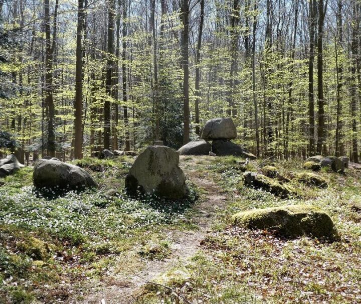 5000 år gammel stendysse i Ringelmose Skov