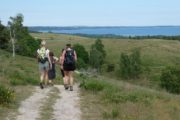 Vandring på Mols Bjerge Stiens Bjergetape med udsigt over Ebeltoft Vig