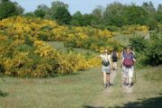 Vandring ad Den Italienske Sti i forsommeren hvor gyvelen blomstrer