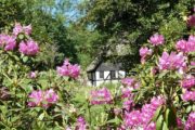 Ørnbjerg Mølle bag rhododendron