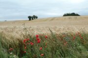 Kornmarker på Mols Bjerge Stiens Kaløetape