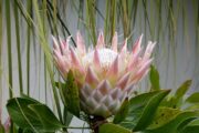 Blomsterøen Madeira er fuld af imponerende blomter - her Konge-protea