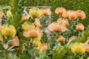 En hel busk af protea-blomster