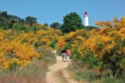 Blomstrende gyvel ved fyret i den nordlige ende af øen Hiddensee ©TMV/Grundner