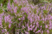 Lyngen blomstrer i august