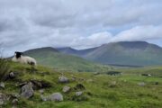 Grønt irsk landskab på Western Way