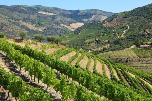 Vandreferie i hjertet af Douro-dalen